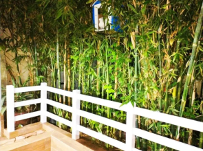 Finca Bambino Veracruz