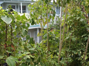 Coco Plum Inn