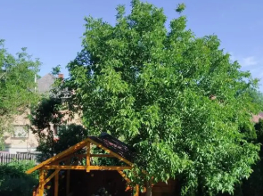 Völgyfürdő Apartman