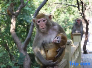 Niumo King Homestay (Huaguo Mountain Store)