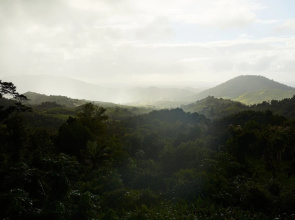 SELVA by DW