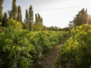 Eressos Ilios Apartments