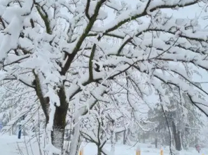 דירת אירוח עם גינה וחניה בצפון הגולן