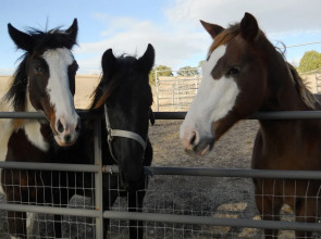 Whisper's Ranch B & B