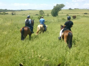 Cavallo DI Fiori - Agriscuderia