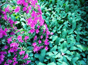 Green House