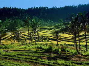 Lafyu Bali