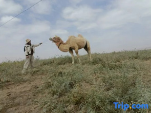 Tengger Desert Yingsha Good - dream Desert Campground