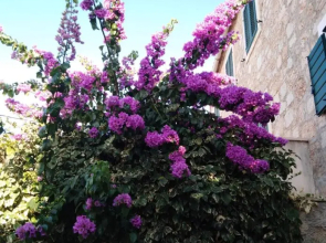 Studio Apartman LENESTA