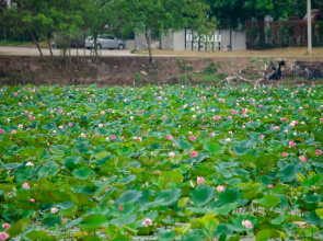 Bualinn Resort Nongkhai