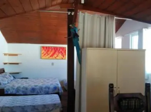 Tartaruga Azul