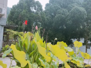 Laodifang Qixian Shuyuan