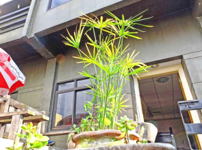 Baguio Traveller's House