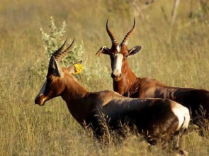 Sisibala Game Lodge