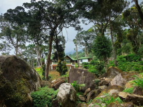 Neelakurunji Plantation Munnar