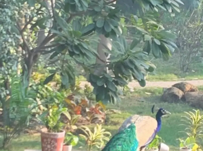 Radha Ashok