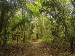 Corto Maltes Amazonia