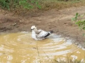 Morningside Safari Resort