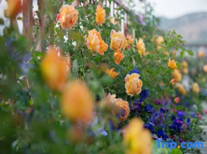 Ting Hua • Snow Mountain View Resort (Lijiang Ancient Town Branch)
