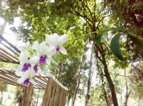 Mulberry at Pang Sita