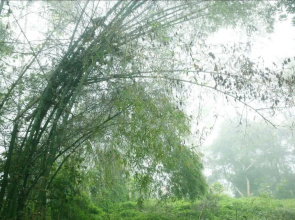 Greenwoods Homestay  - A Wandertrails Stay