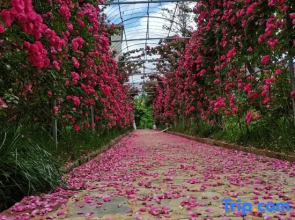 Heqing Gewu Homestay