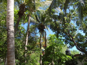 El Almendro