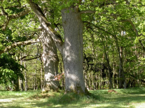 Nygårds Herrgård Bed & Breakfast