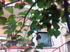 Julija Guest House