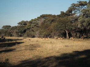Room in Guest Room - Mmakuba Private Game Lodge, Superior Suite 5
