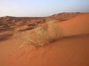 Bivouac Erg Chebbi