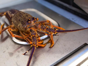 Sierra Beachfront Motel