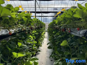 wushengJingyuan daizuyuan Branch)