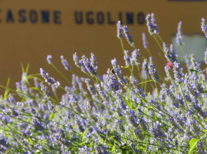 Casone Ugolino
