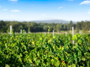 Palmers Lane On Vineyard 5br Homestead with Pool formerly Gemelli