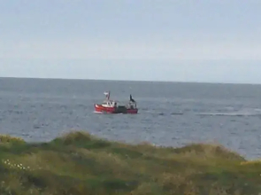 The Clovers, Fethard on Sea