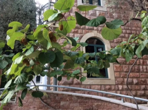 Levantin Inn 12 Room N12