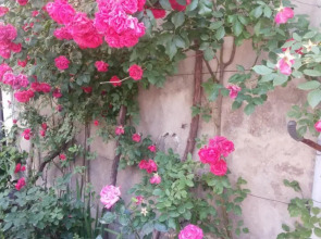 Svetlana Guest House