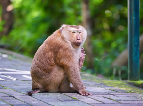 Phuket Old Town Hostel