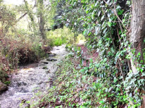Encinar de Aguas Blancas