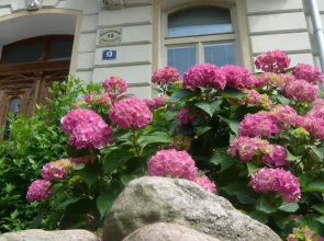 Hortensia Teplice