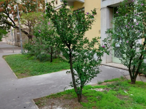Family Friendly Apartman