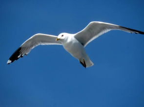 Altstadtflair Apartment