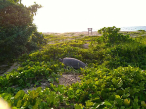 山打根灵岸龟岛酒店(Selingan Turtle Island Resort Sandakan)