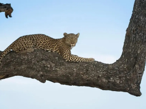 Leopard Plains