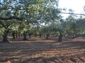 Sun-Drenched Estate Close To Sciacca Just 7km From the Beach