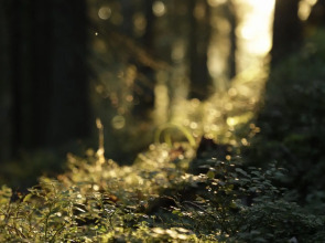 Вили Улей Карелия