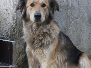 Lijiang Shanshui Tan Homestay