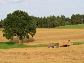 Wyspa Świerków