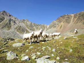 Rubin S Lden in S Lden